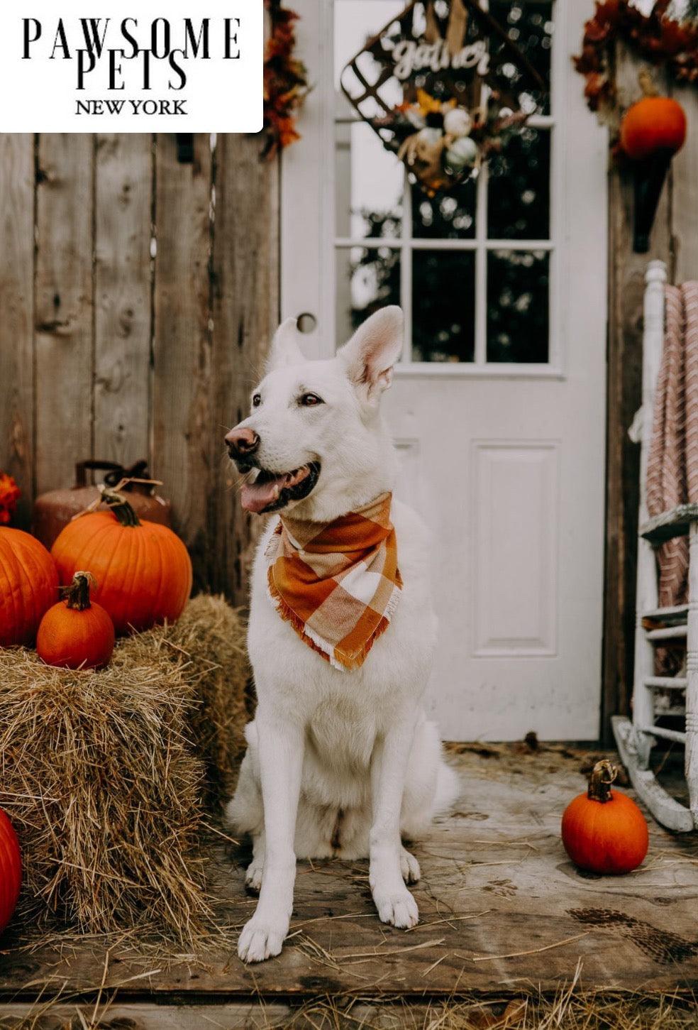 Dog Bandana - Pumpkin