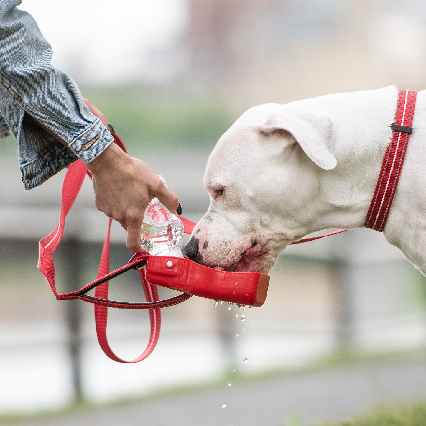 Portable Dog Water Bottle